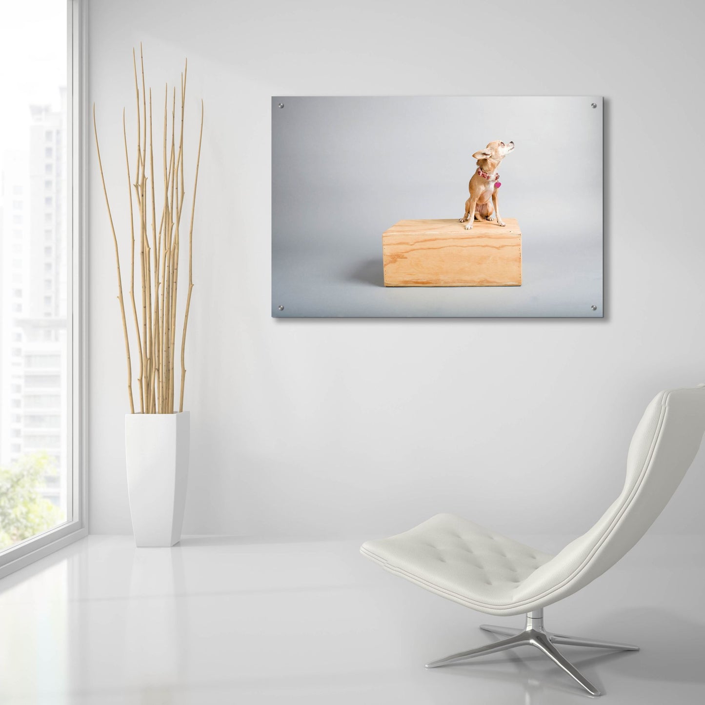 Epic Art ' Small Dog, Big World' by Don Spears, Acrylic Glass Wall Art,36x24