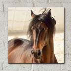 Epic Art ' Casanova' by Tony Stromberg, Acrylic Glass Wall Art,12x12