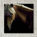 Epic Art ' Spirit Horse' by Tony Stromberg, Acrylic Glass Wall Art,12x12