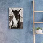 Epic Art ' Pale Eyed Stallion' by Traer Scott, Acrylic Glass Wall Art,16x24