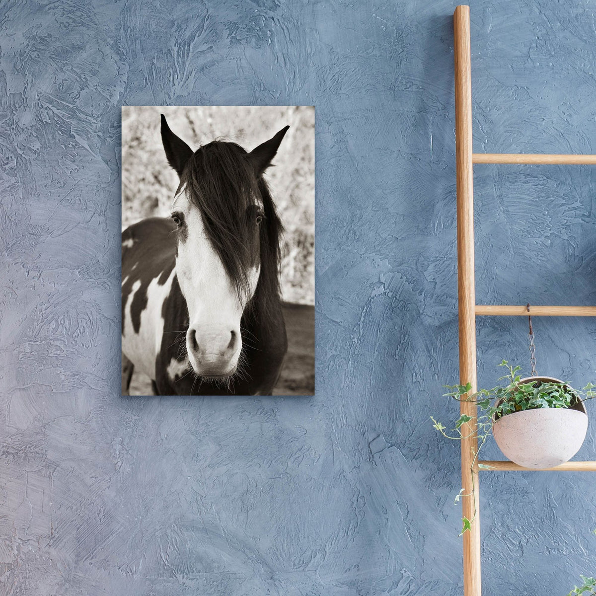 Epic Art ' Pale Eyed Stallion' by Traer Scott, Acrylic Glass Wall Art,16x24