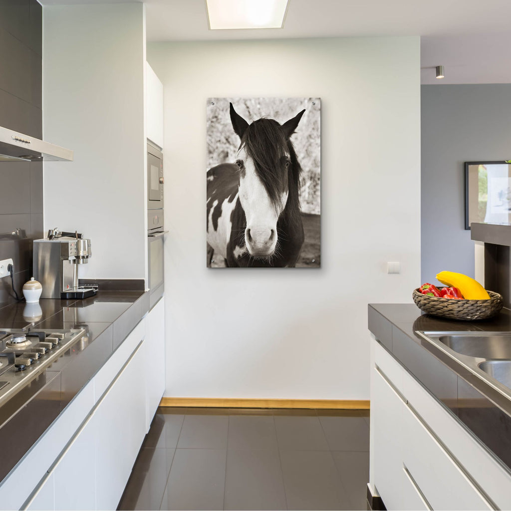 Epic Art ' Pale Eyed Stallion' by Traer Scott, Acrylic Glass Wall Art,24x36