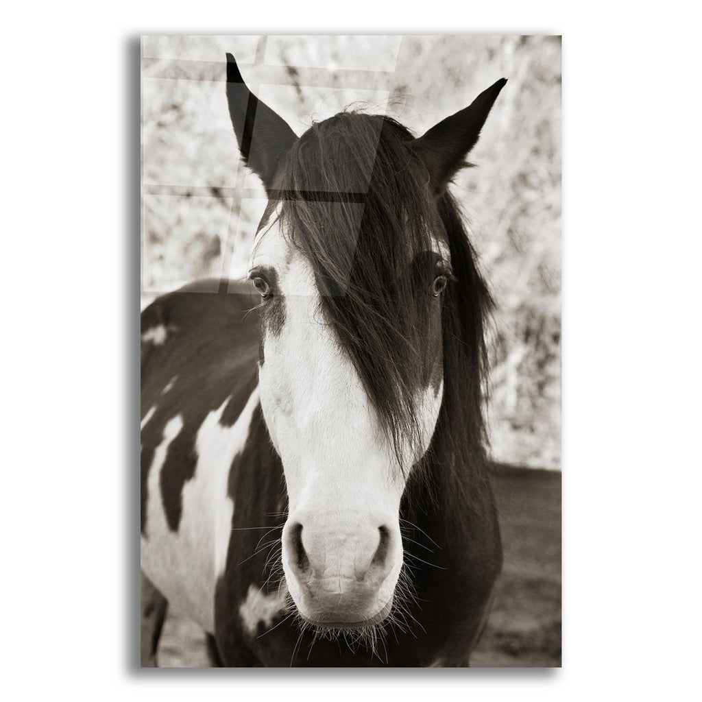 Epic Art ' Pale Eyed Stallion' by Traer Scott, Acrylic Glass Wall Art
