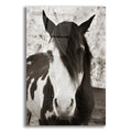 Epic Art ' Pale Eyed Stallion' by Traer Scott, Acrylic Glass Wall Art