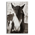 Epic Art ' Pale Eyed Stallion' by Traer Scott, Acrylic Glass Wall Art