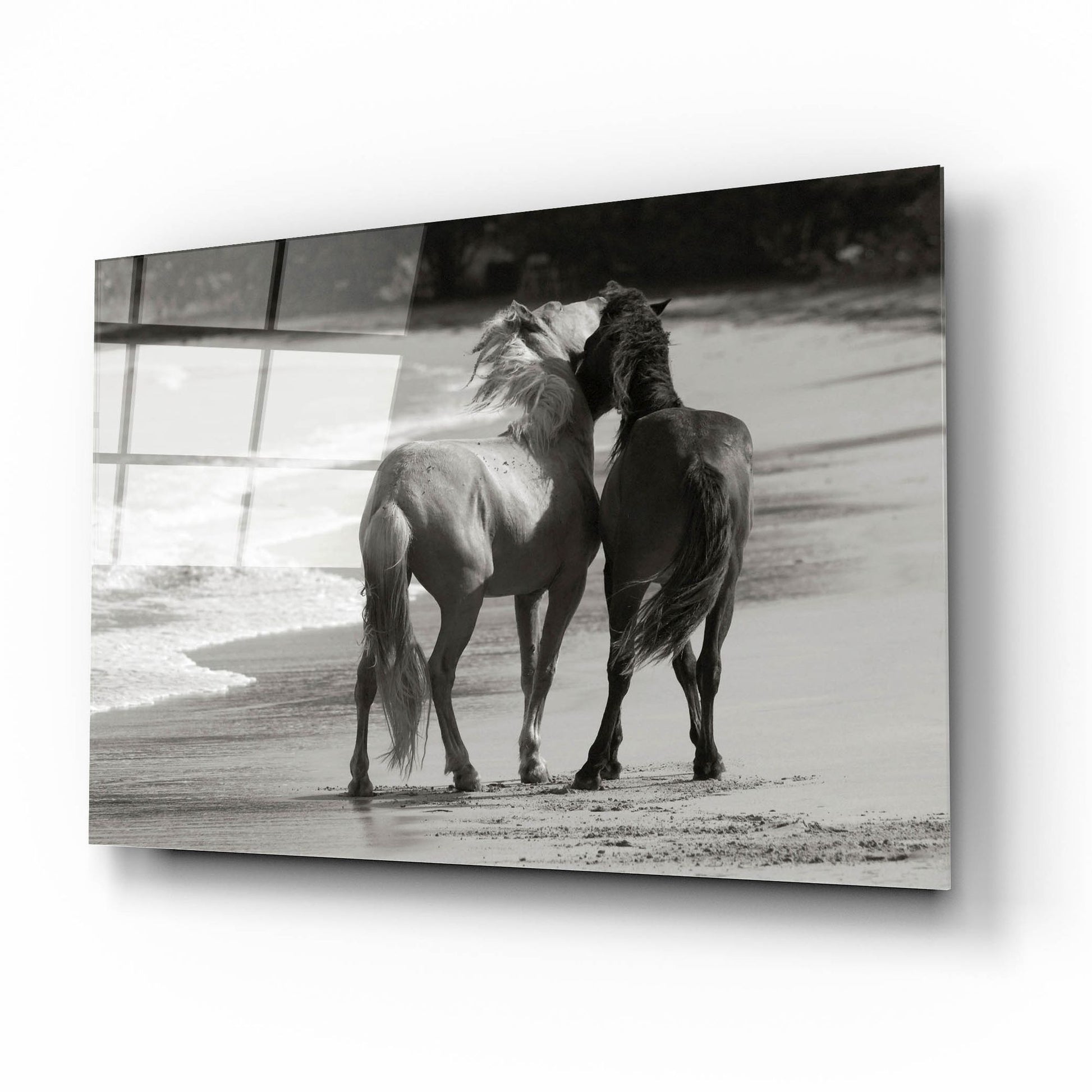Epic Art ' Young Mustangs on Beach' by Traer Scott, Acrylic Glass Wall Art,16x12