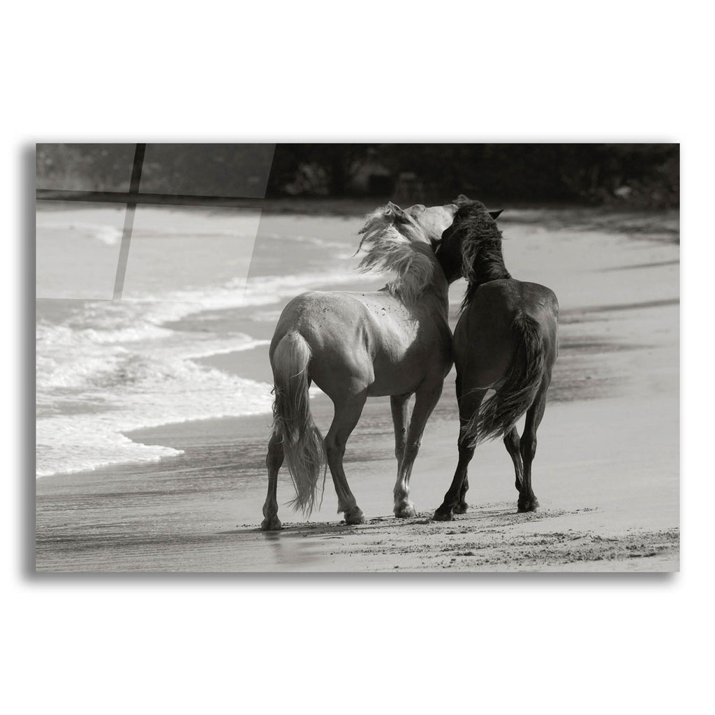 Epic Art ' Young Mustangs on Beach' by Traer Scott, Acrylic Glass Wall Art