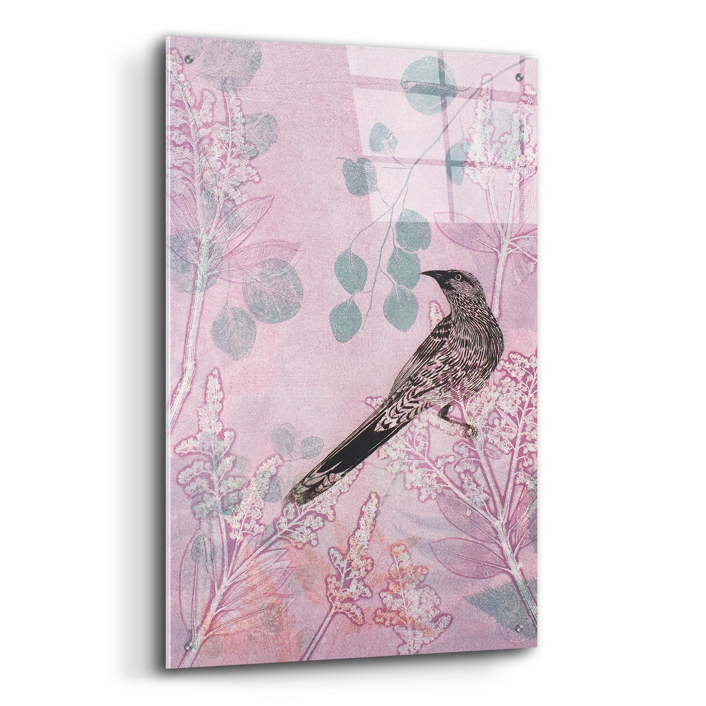 Epic Art ' Dusk Wattlebird in Pink' by Trudy Rice, Acrylic Glass Wall Art,24x36