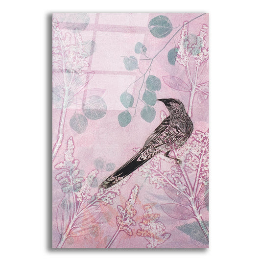 Epic Art ' Dusk Wattlebird in Pink' by Trudy Rice, Acrylic Glass Wall Art