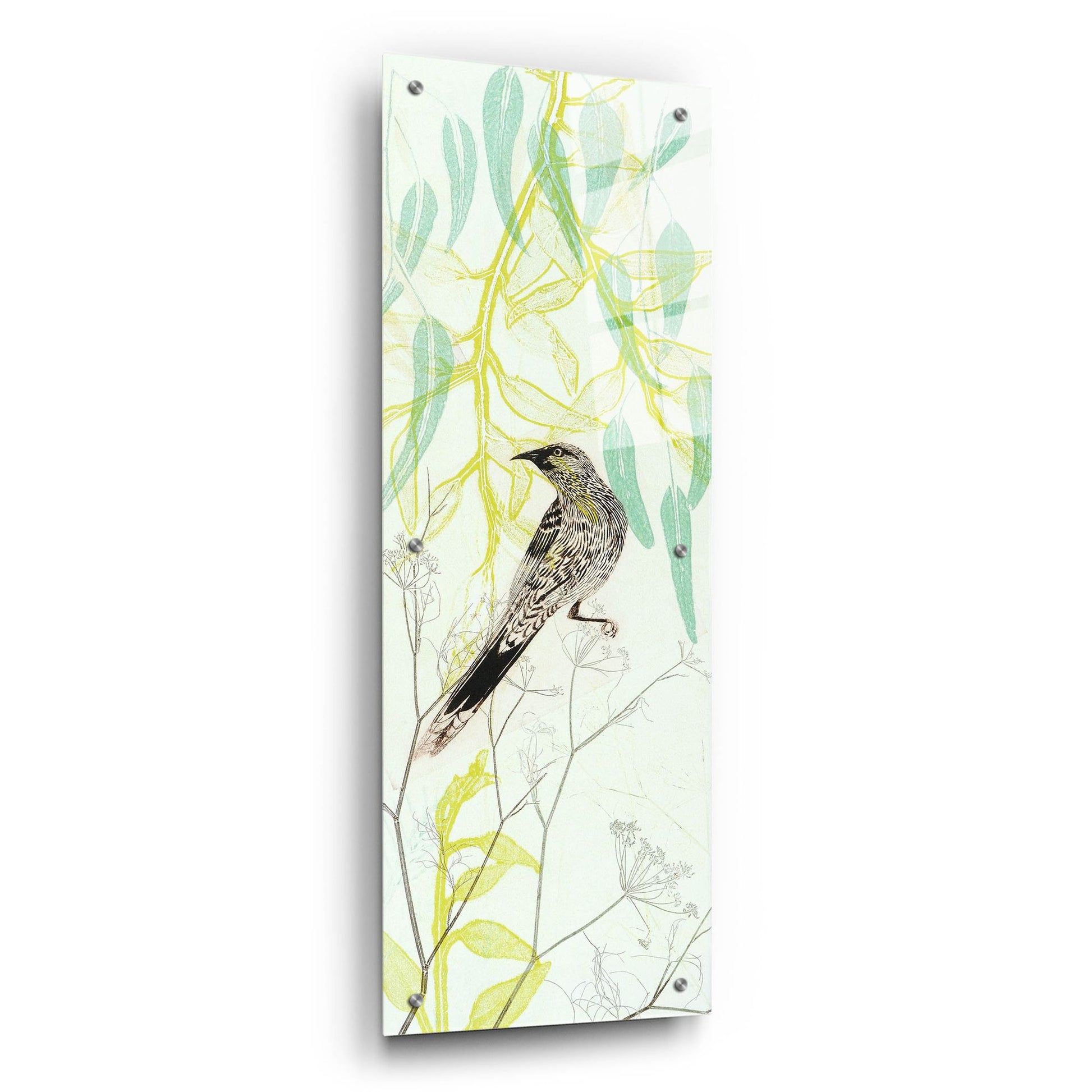 Epic Art ' Eager To Fly Wattlebird' by Trudy Rice, Acrylic Glass Wall Art,12x36