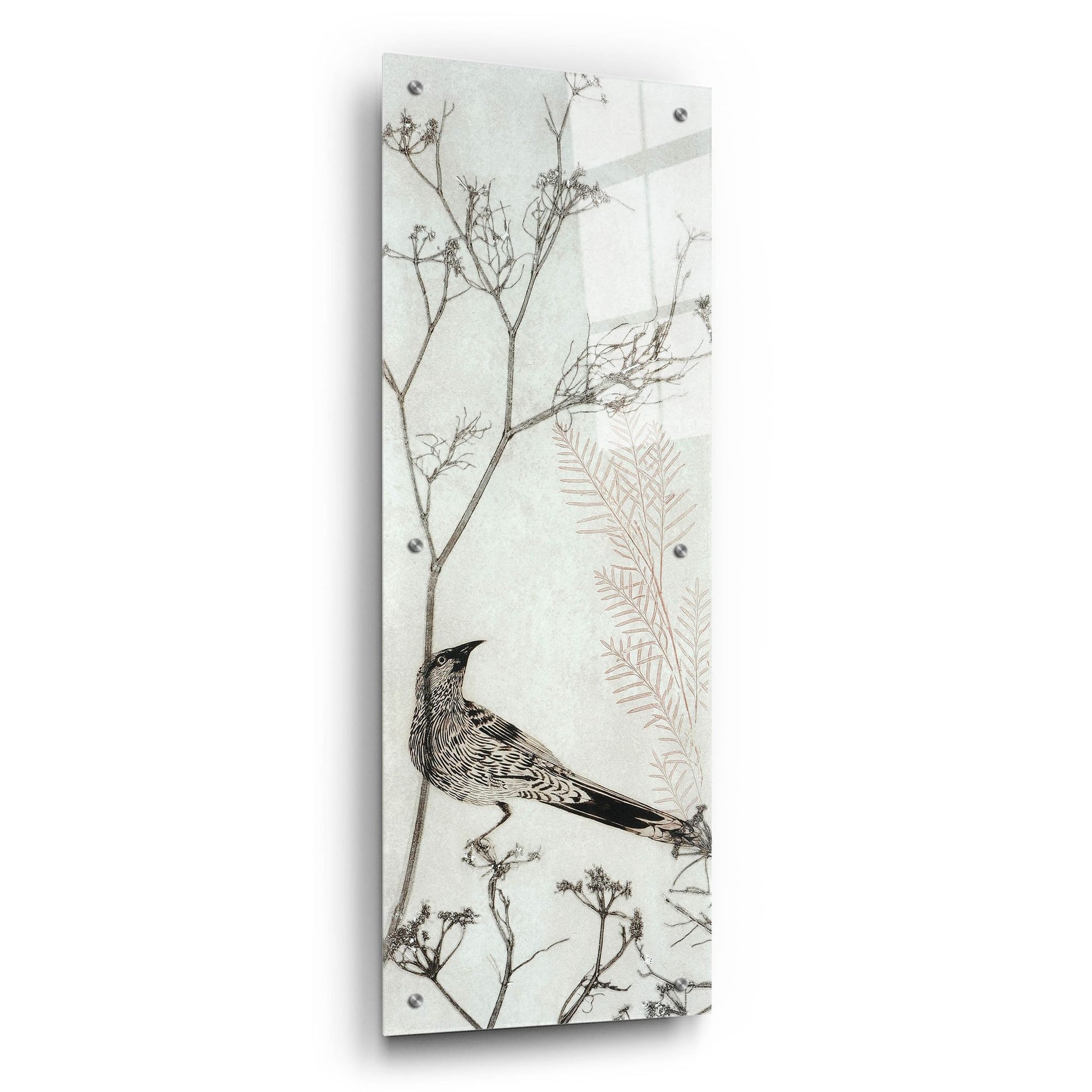 Epic Art ' Wattlebird Resting on a Branch' by Trudy Rice, Acrylic Glass Wall Art,12x36