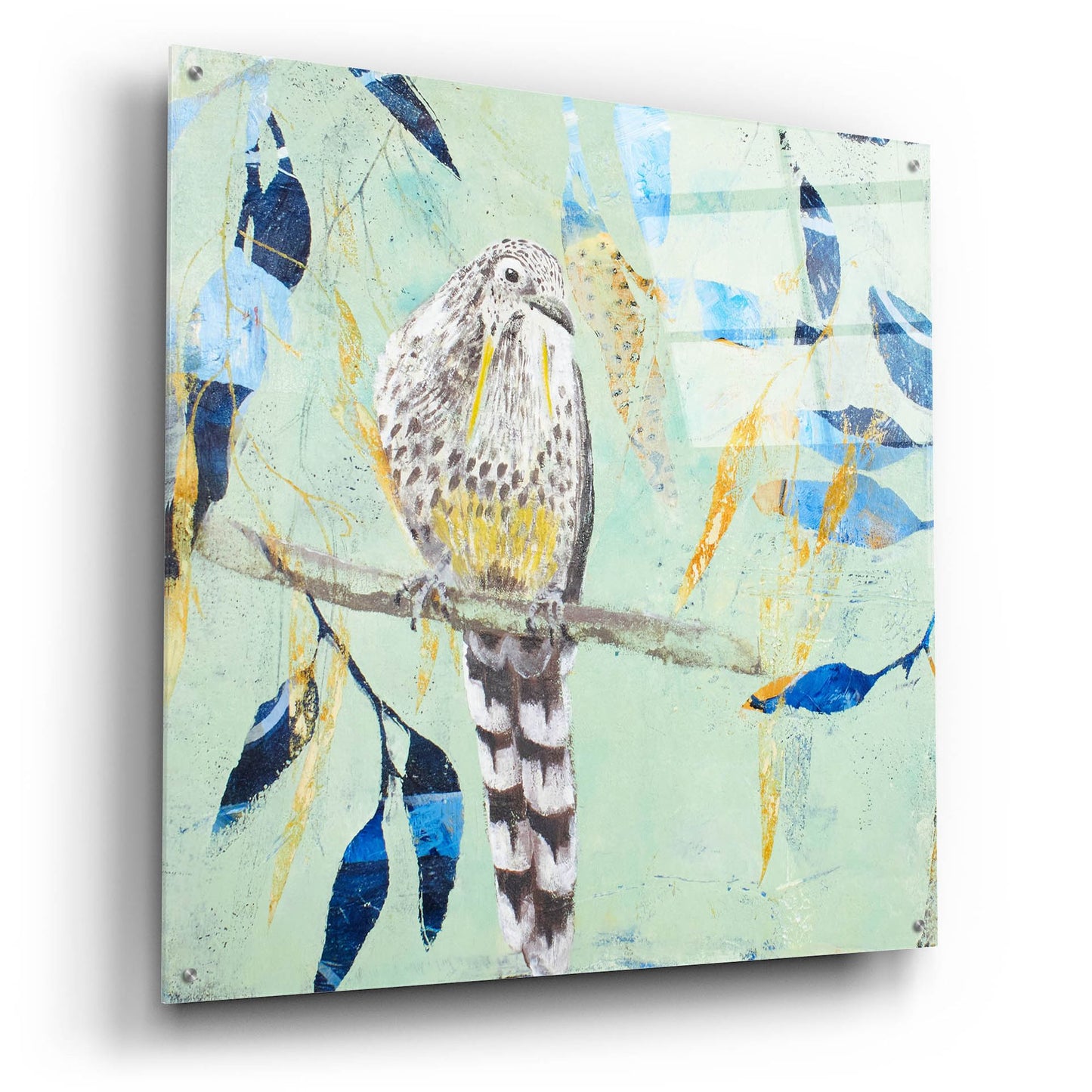 Epic Art ' A Thoughtful Wattlebird' by Trudy Rice, Acrylic Glass Wall Art,36x36