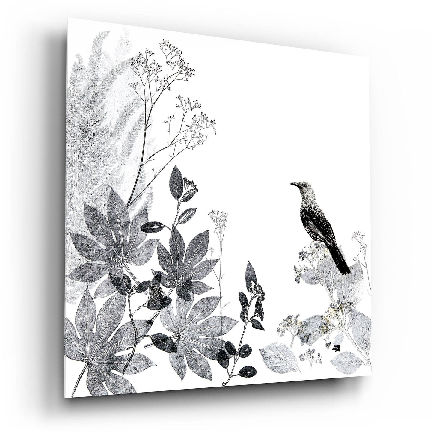 Epic Art ' Thoughtful Wattlebird' by Trudy Rice, Acrylic Glass Wall Art,12x12