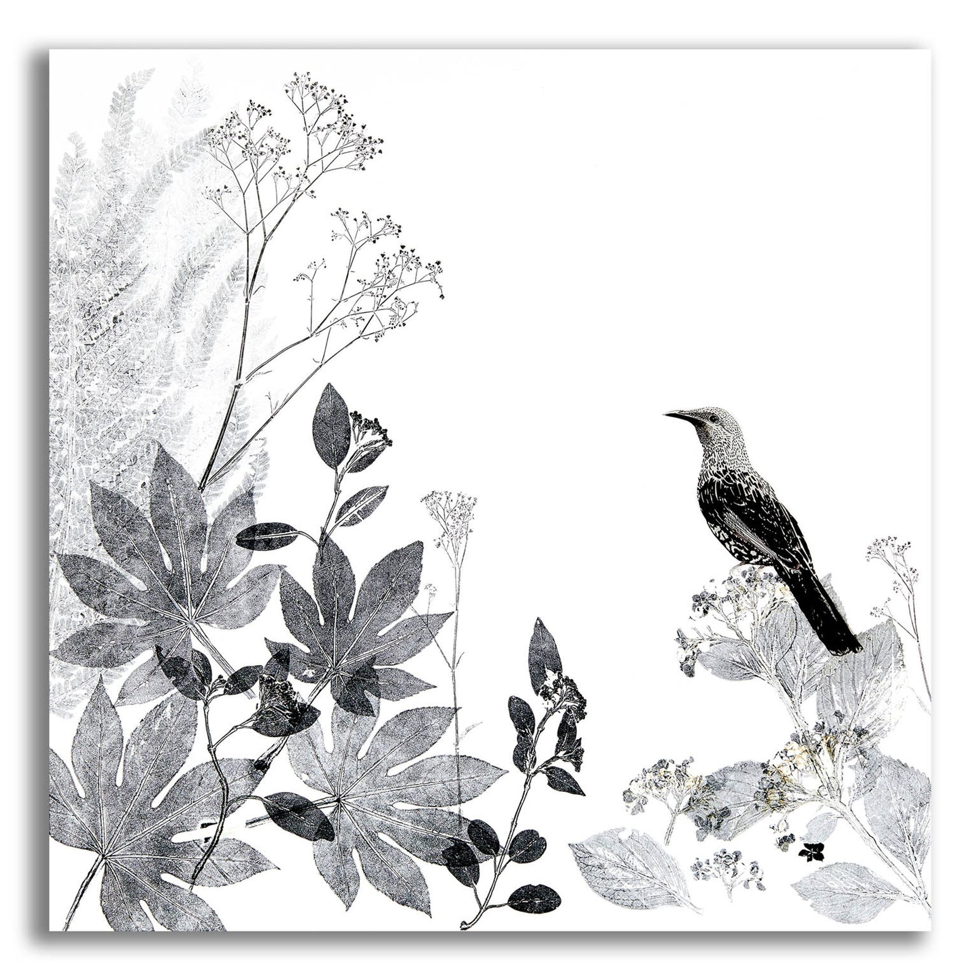 Epic Art ' Thoughtful Wattlebird' by Trudy Rice, Acrylic Glass Wall Art