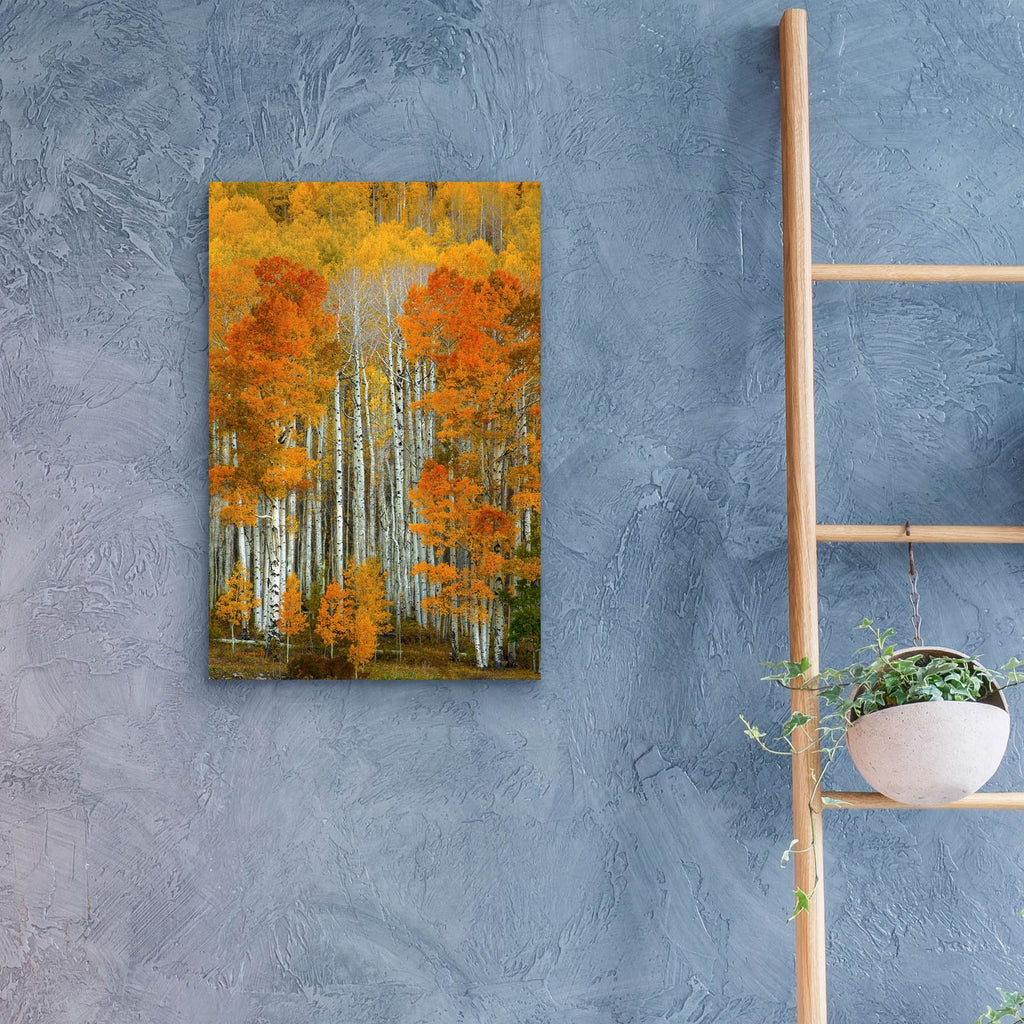 Dalmatian Autumn by Bill Sherrell - 16x24 acrylic wall art in a room