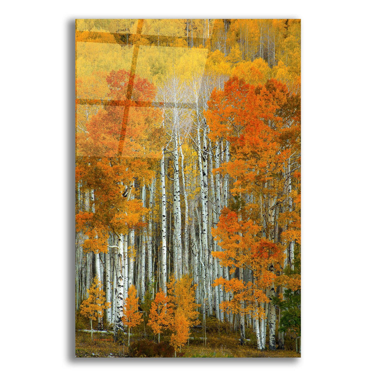 Dalmatian Autumn by Bill Sherrell acrylic glass wall art