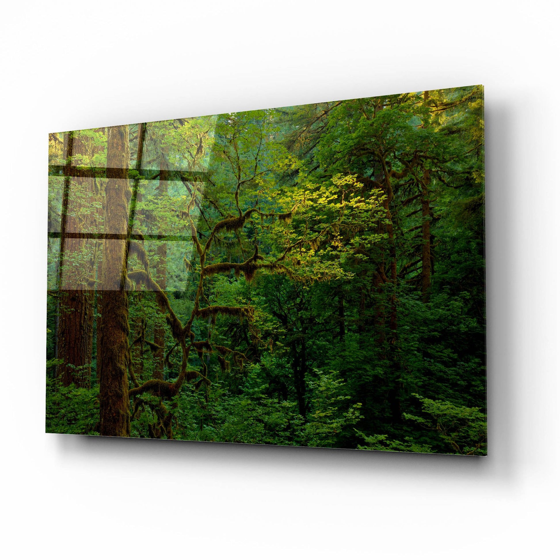 Epic Art 'Light In A Dark Forest' by Bill Sherrell, Acrylic Glass Wall Art,16x12