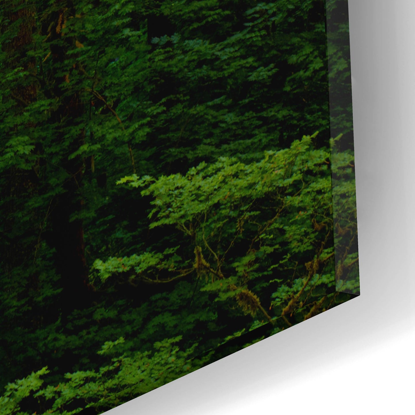 Epic Art 'Light In A Dark Forest' by Bill Sherrell, Acrylic Glass Wall Art,16x12