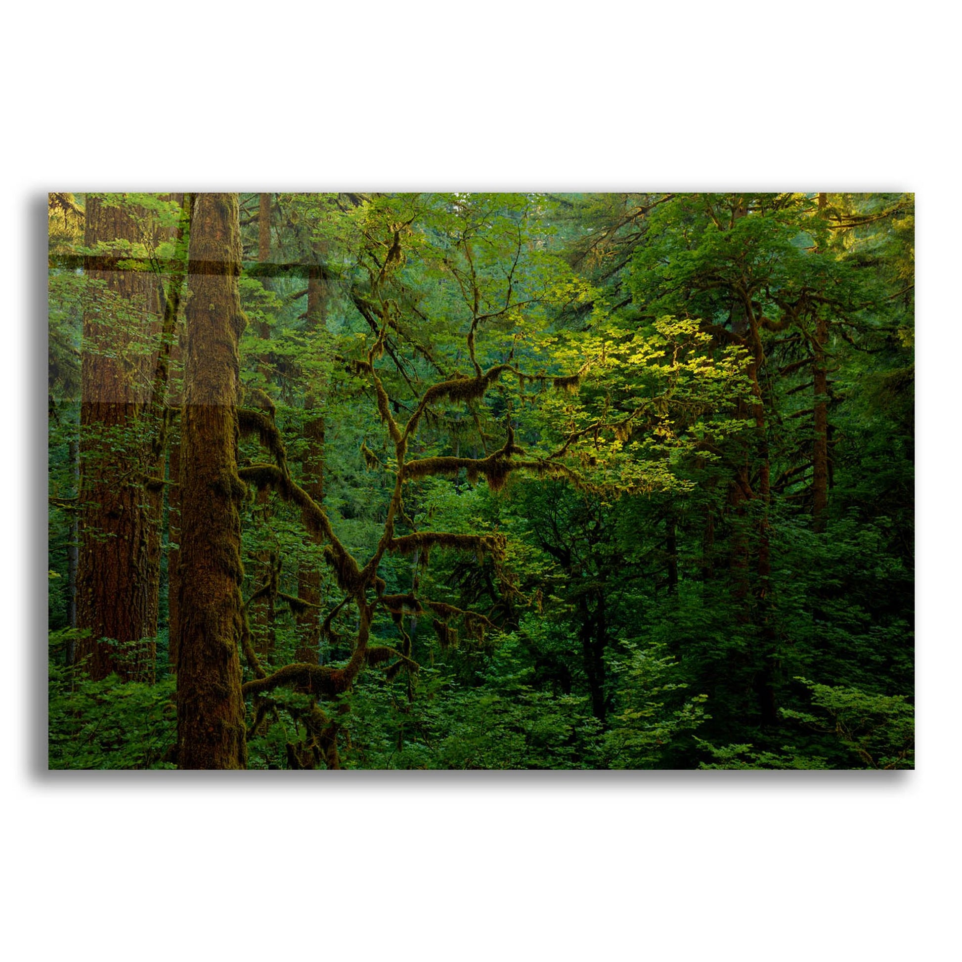 Epic Art 'Light In A Dark Forest' by Bill Sherrell, Acrylic Glass Wall Art,16x12