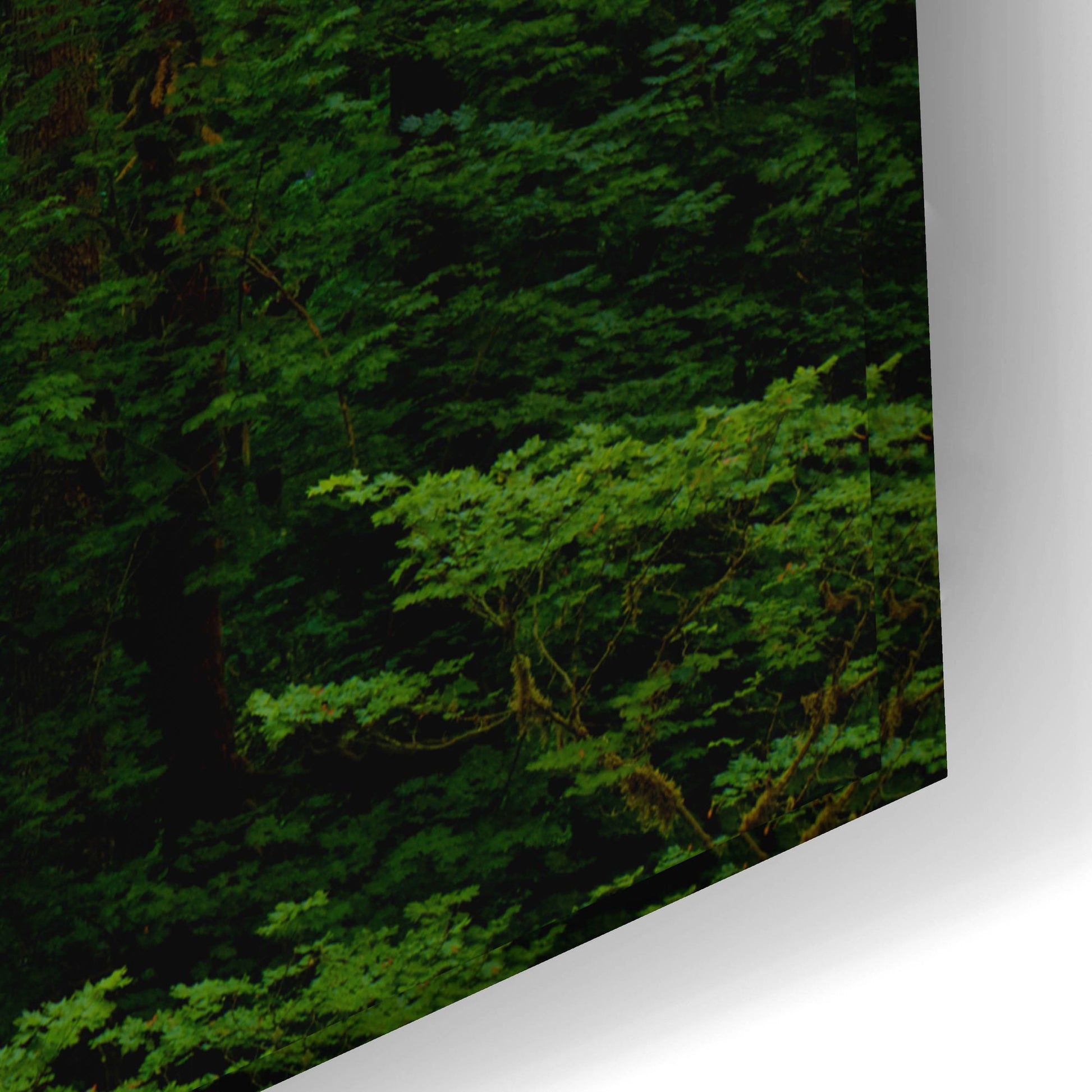 Epic Art 'Light In A Dark Forest' by Bill Sherrell, Acrylic Glass Wall Art,24x16