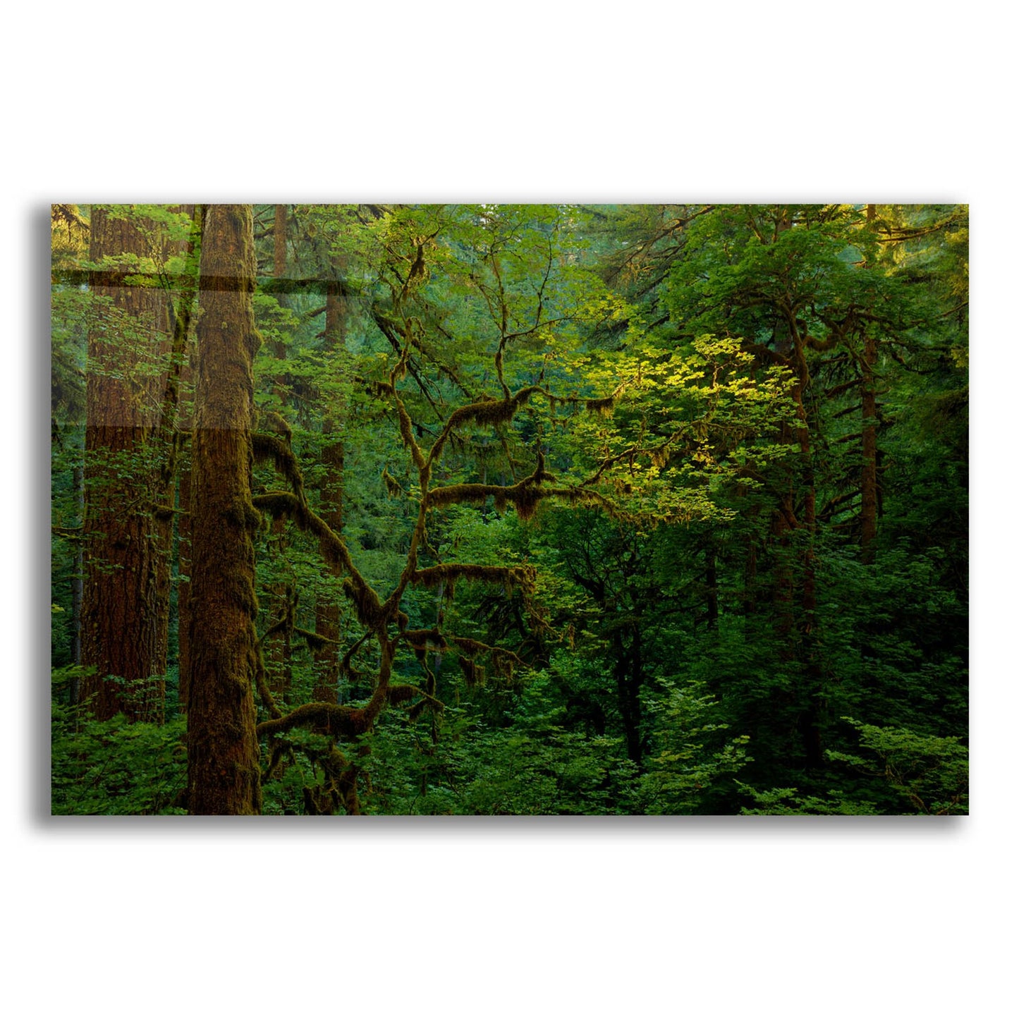 Epic Art 'Light In A Dark Forest' by Bill Sherrell, Acrylic Glass Wall Art,24x16