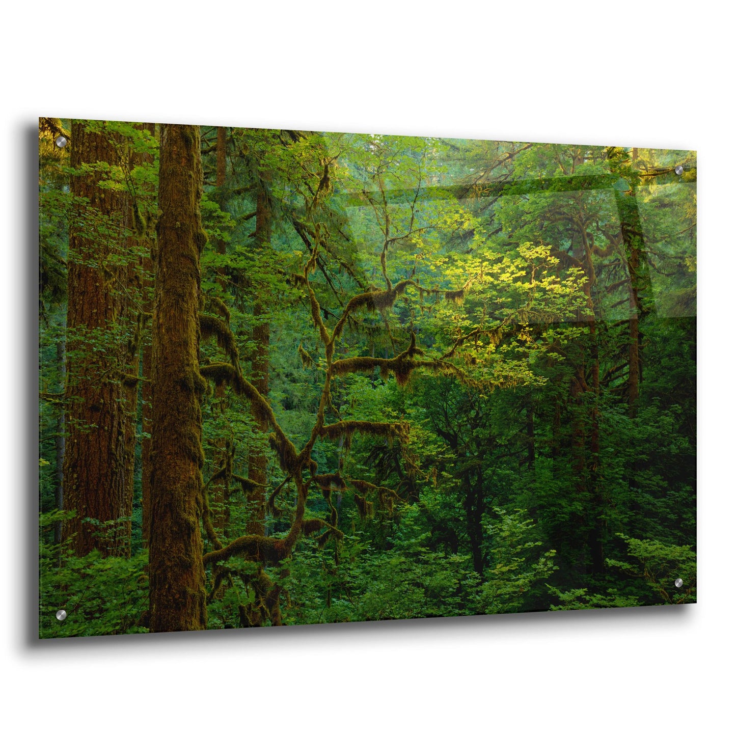 Epic Art 'Light In A Dark Forest' by Bill Sherrell, Acrylic Glass Wall Art,36x24