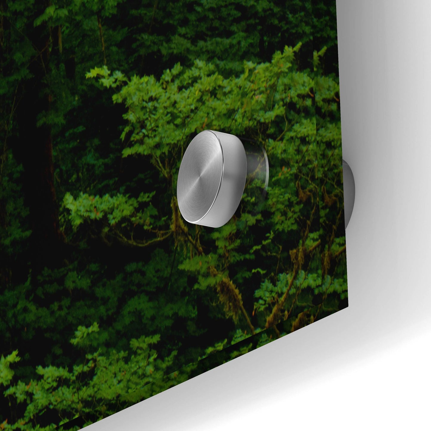 Epic Art 'Light In A Dark Forest' by Bill Sherrell, Acrylic Glass Wall Art,36x24