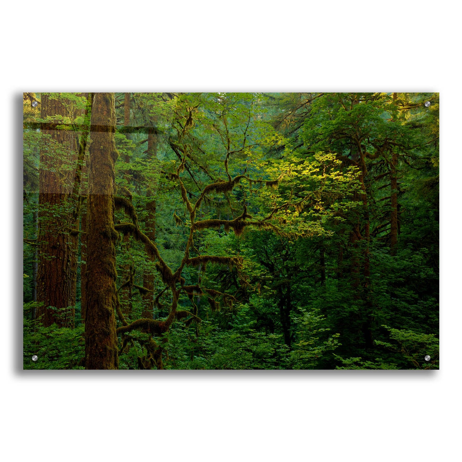 Epic Art 'Light In A Dark Forest' by Bill Sherrell, Acrylic Glass Wall Art,36x24