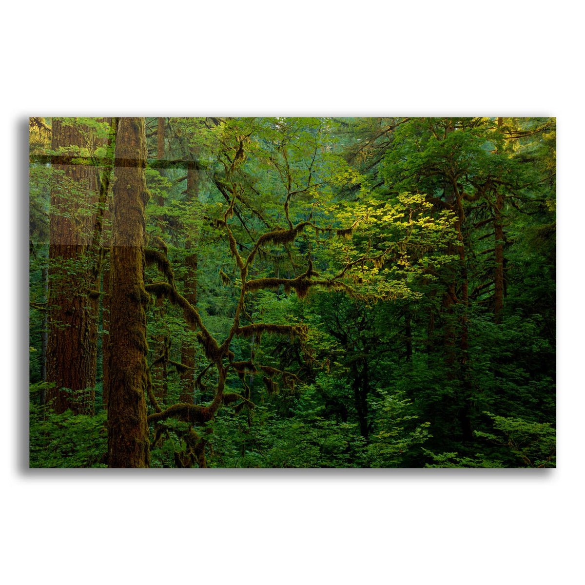 Epic Art 'Light In A Dark Forest' by Bill Sherrell, Acrylic Glass Wall Art