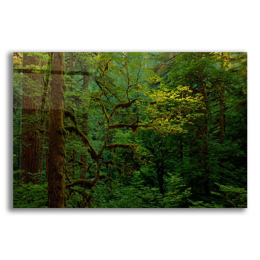 Epic Art 'Light In A Dark Forest' by Bill Sherrell, Acrylic Glass Wall Art