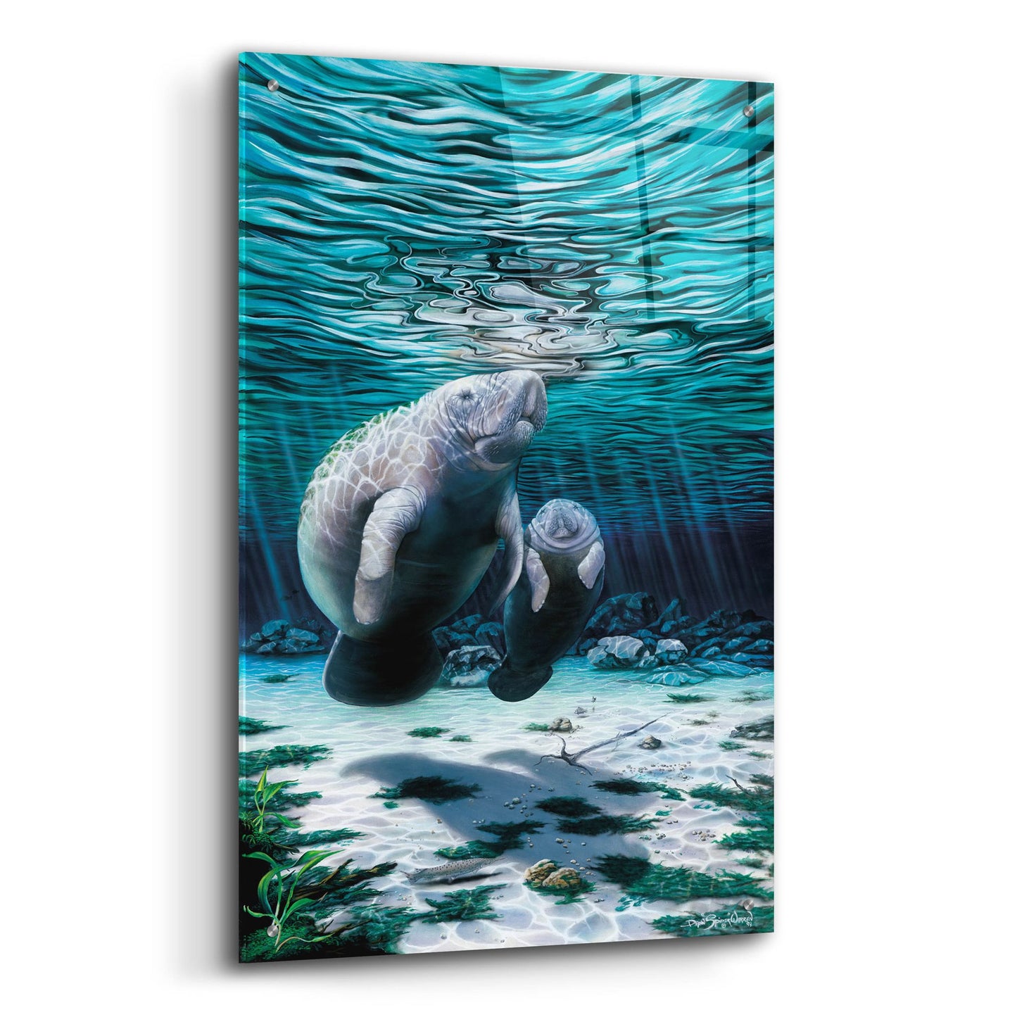 Epic Art 'Mermaids Of Crystal River' by Dann Spider Warren, Acrylic Glass Wall Art,24x36