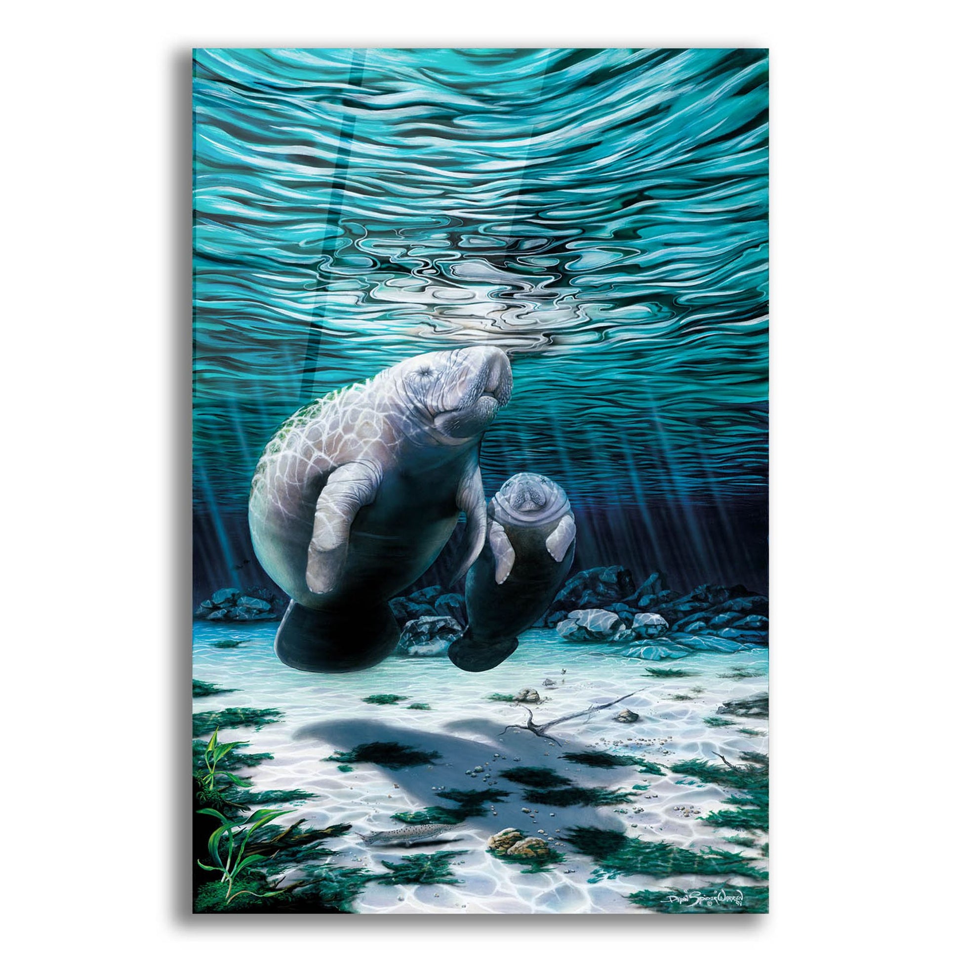 Epic Art 'Mermaids Of Crystal River' by Dann Spider Warren, Acrylic Glass Wall Art