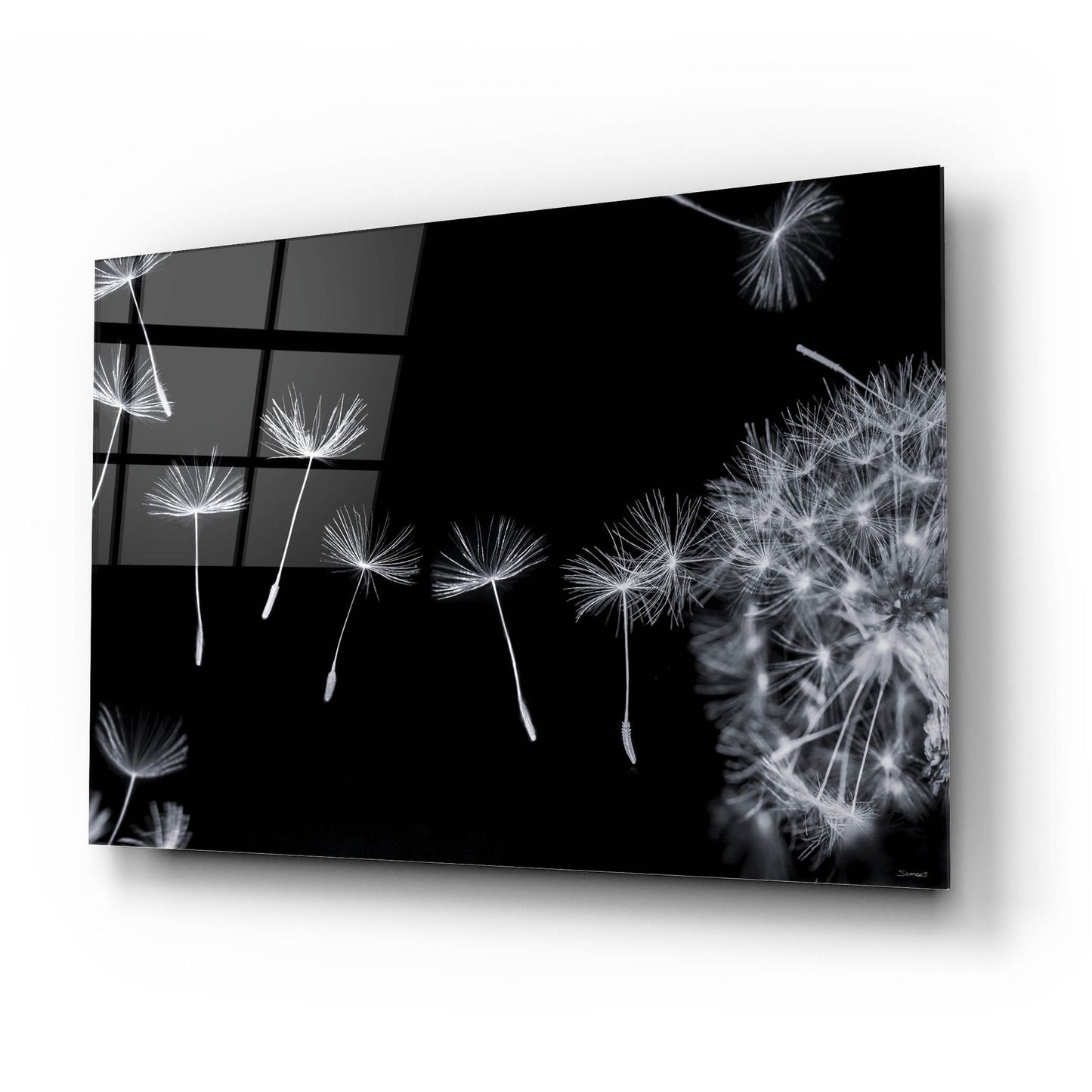 Epic Art 'Dandy Macro 18' by Gordon Semmens, Acrylic Glass Wall Art,24x16