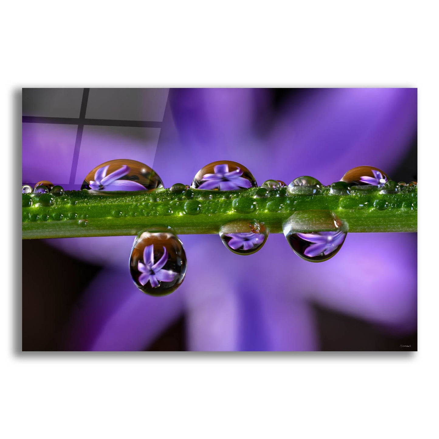 Epic Art 'Purple Hyacinths 01' by Gordon Semmens, Acrylic Glass Wall Art,24x16