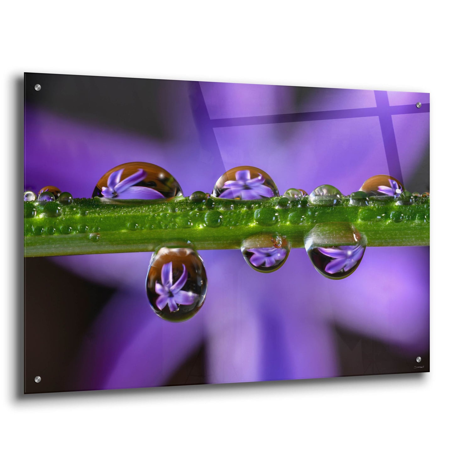 Epic Art 'Purple Hyacinths 01' by Gordon Semmens, Acrylic Glass Wall Art,36x24