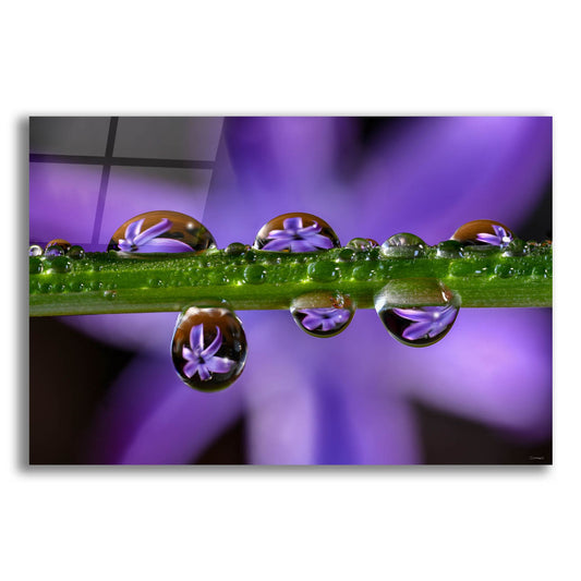 Epic Art 'Purple Hyacinths 01' by Gordon Semmens, Acrylic Glass Wall Art