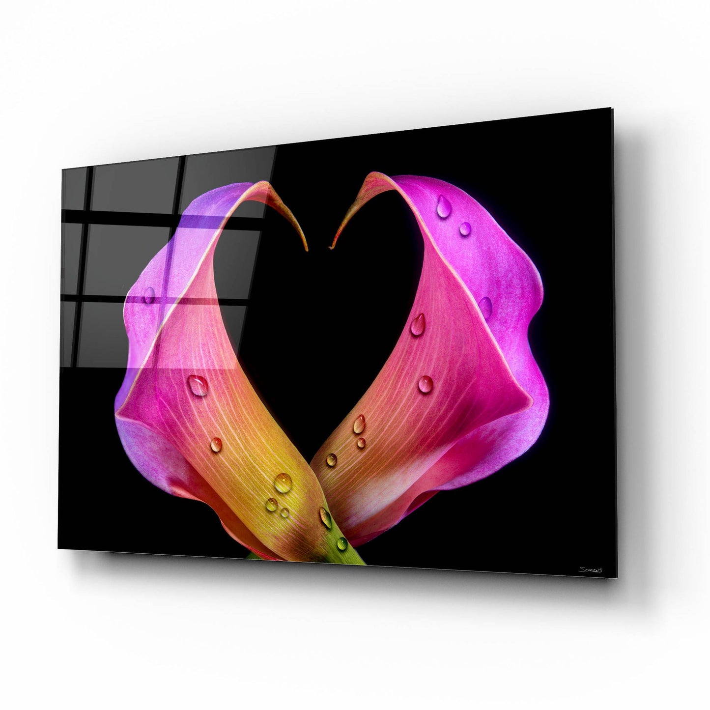 Epic Art 'Calla Lily 07' by Gordon Semmens, Acrylic Glass Wall Art,16x12