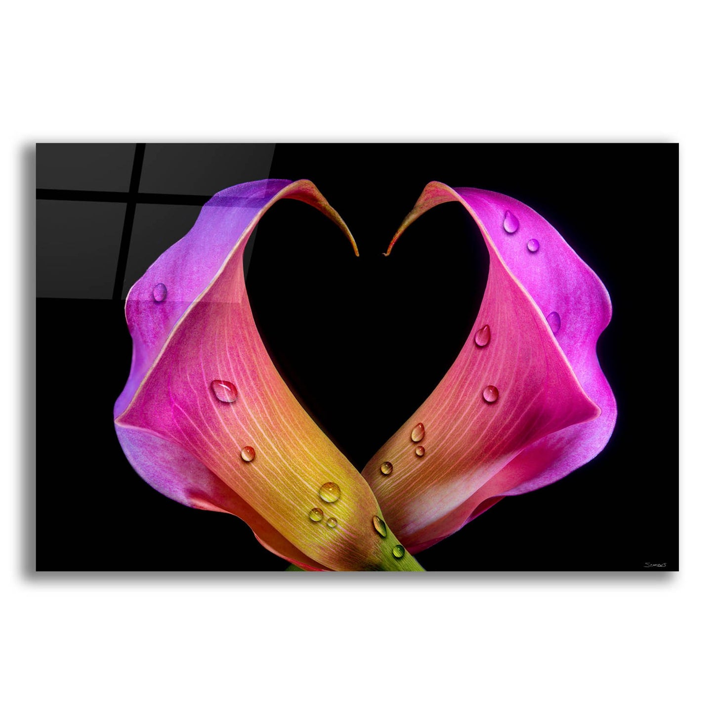 Epic Art 'Calla Lily 07' by Gordon Semmens, Acrylic Glass Wall Art,24x16