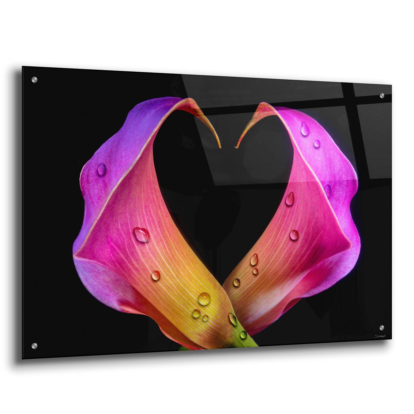 Epic Art 'Calla Lily 07' by Gordon Semmens, Acrylic Glass Wall Art,36x24