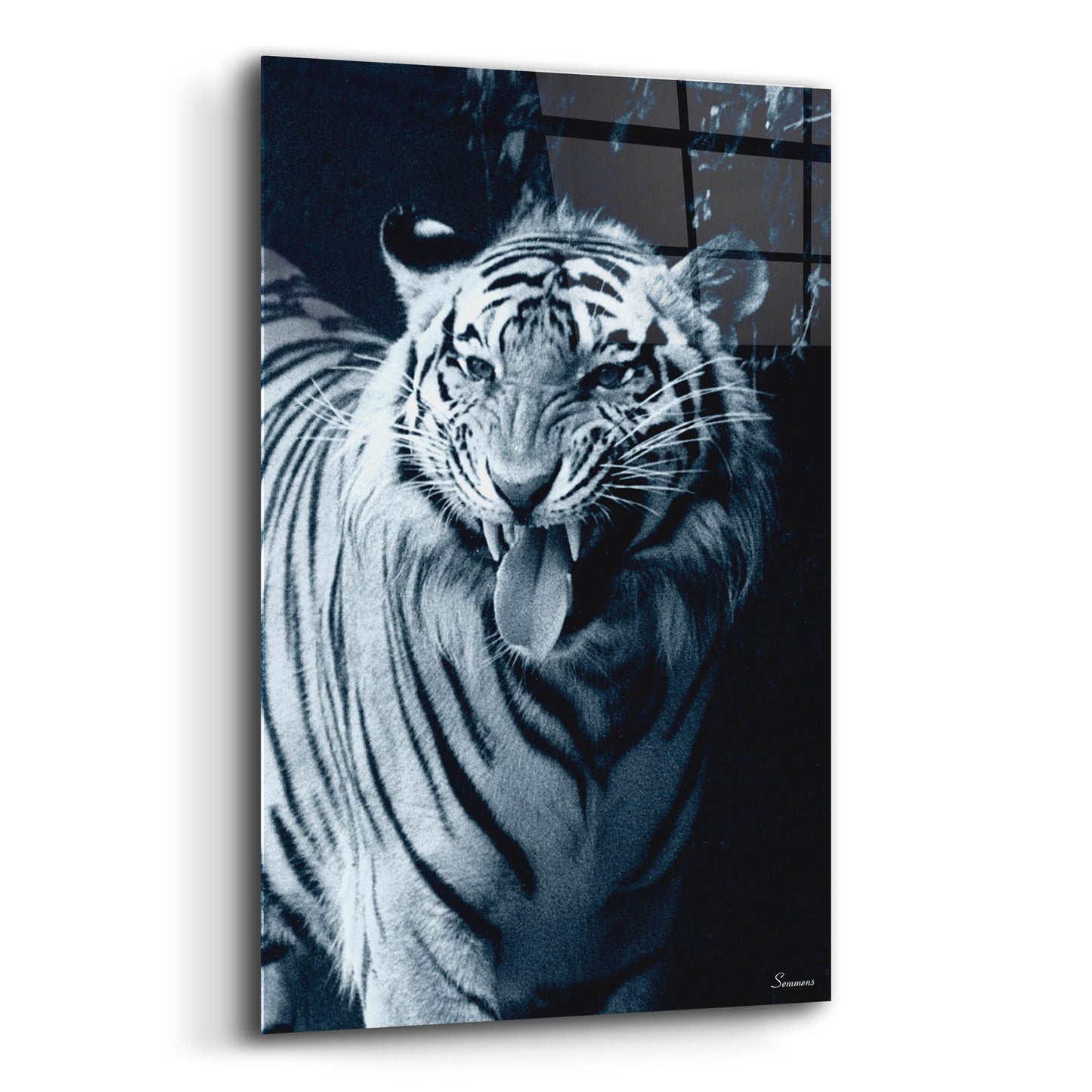 Epic Art 'White Tiger 2' by Gordon Semmens, Acrylic Glass Wall Art,12x16