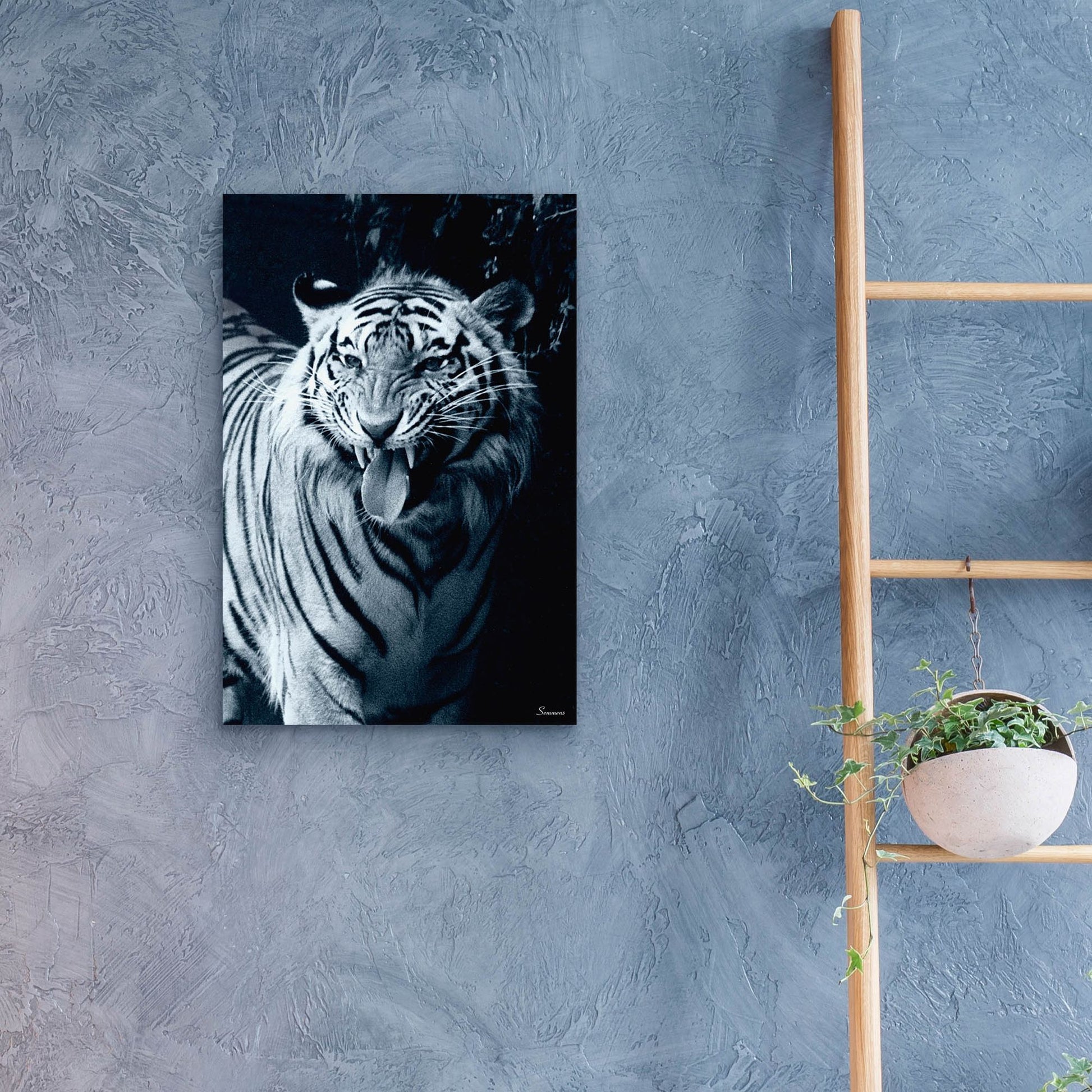 Epic Art 'White Tiger 2' by Gordon Semmens, Acrylic Glass Wall Art,16x24