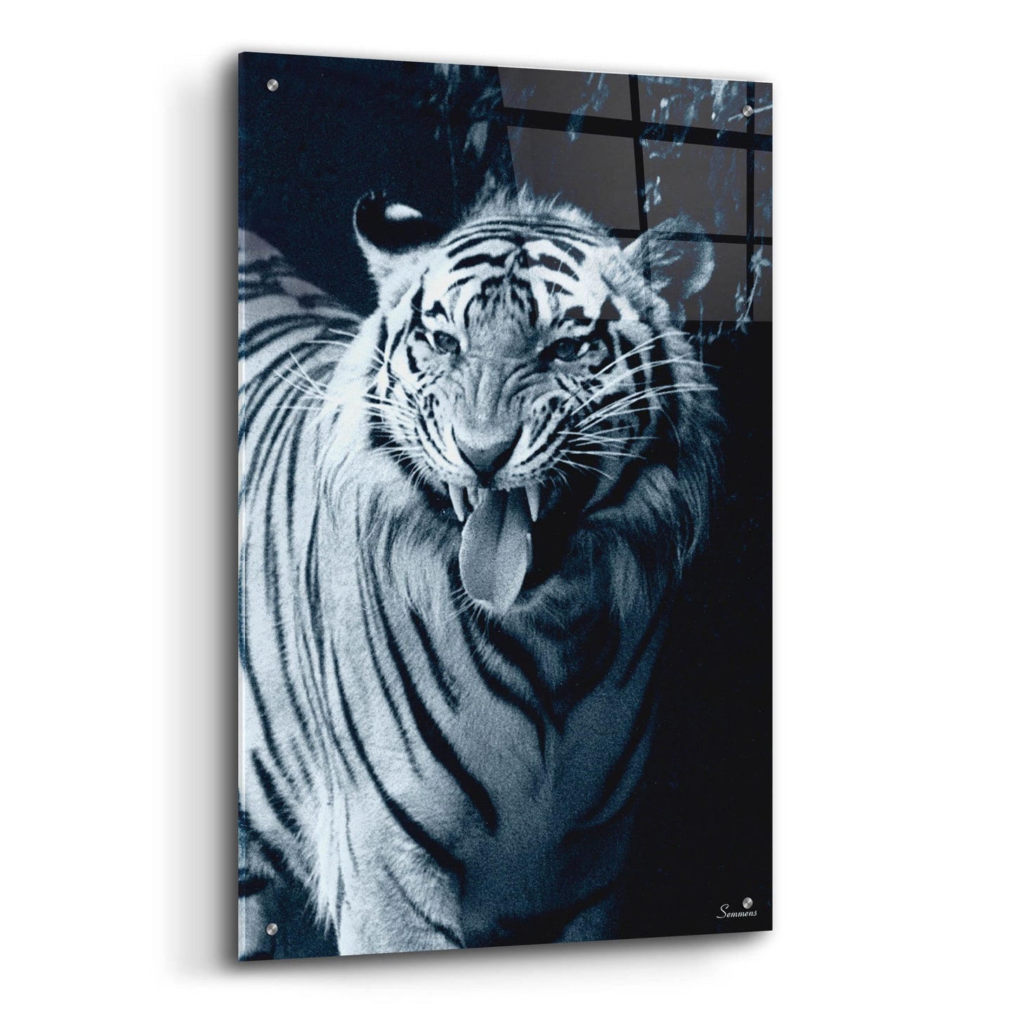 Epic Art 'White Tiger 2' by Gordon Semmens, Acrylic Glass Wall Art,24x36