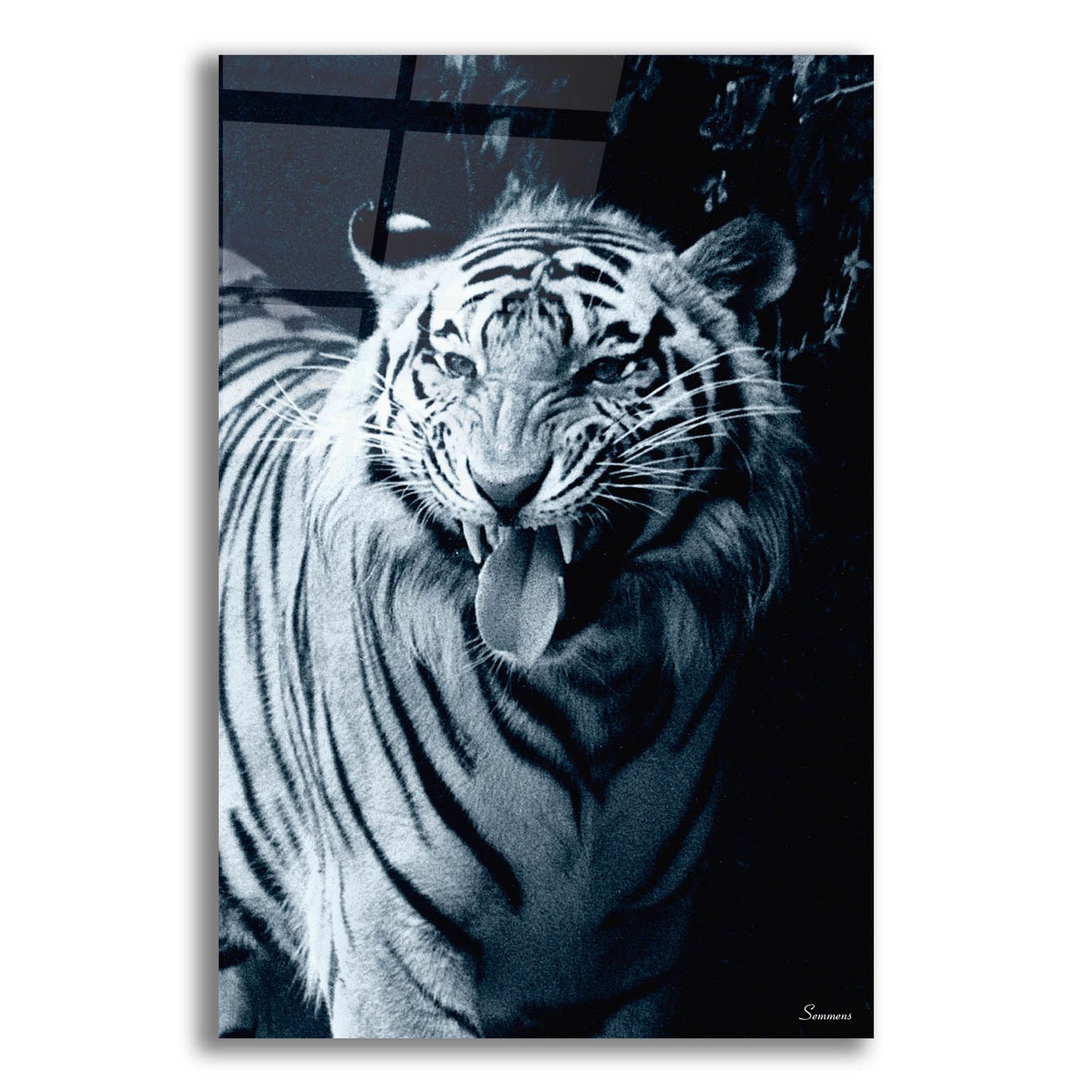 Epic Art 'White Tiger 2' by Gordon Semmens, Acrylic Glass Wall Art