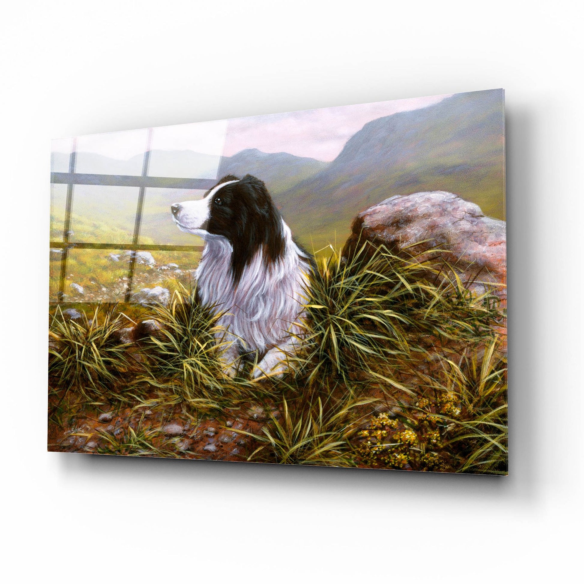 Epic Art 'Thoughtful Border Collie' by John Silver, Acrylic Glass Wall Art,16x12