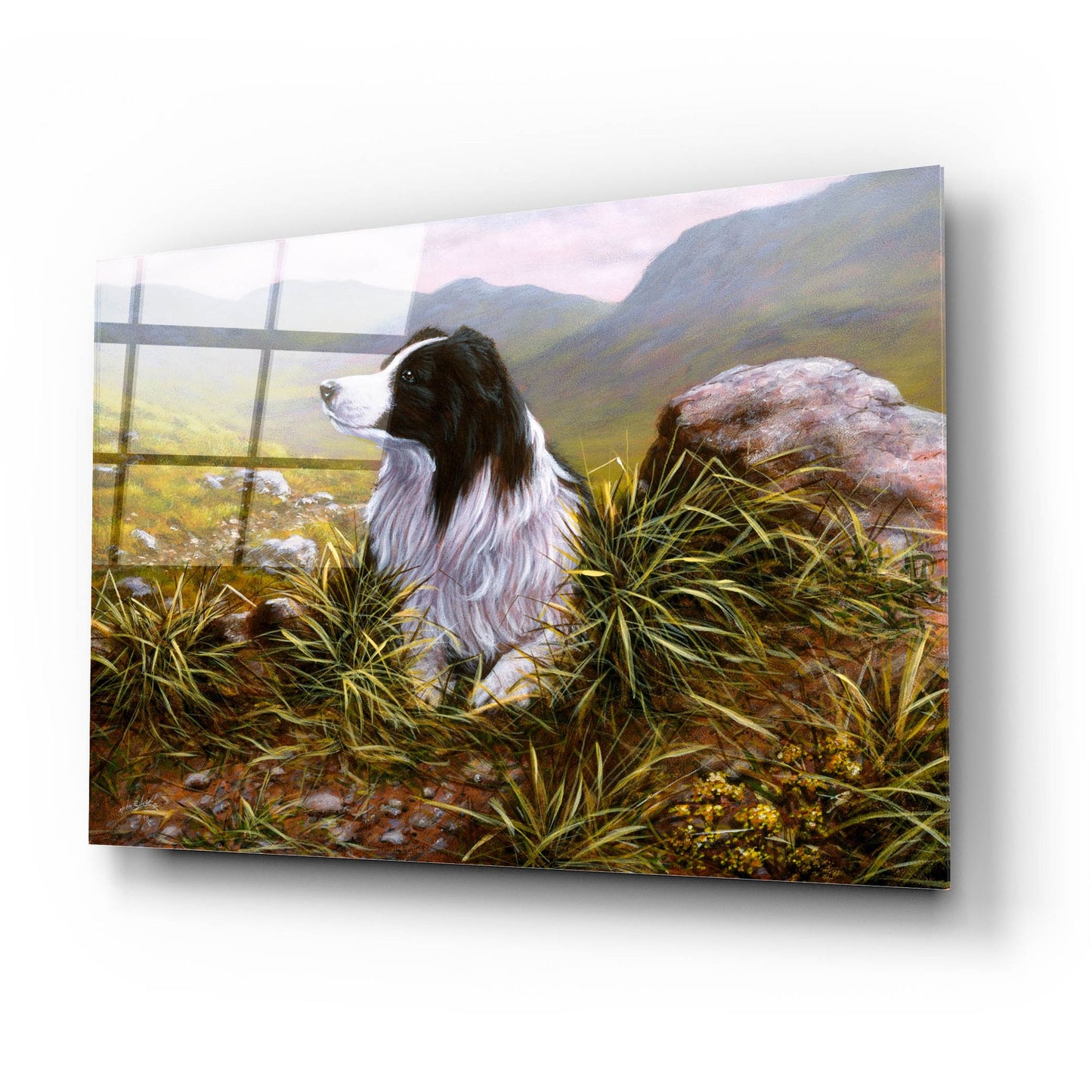 Epic Art 'Thoughtful Border Collie' by John Silver, Acrylic Glass Wall Art,24x16