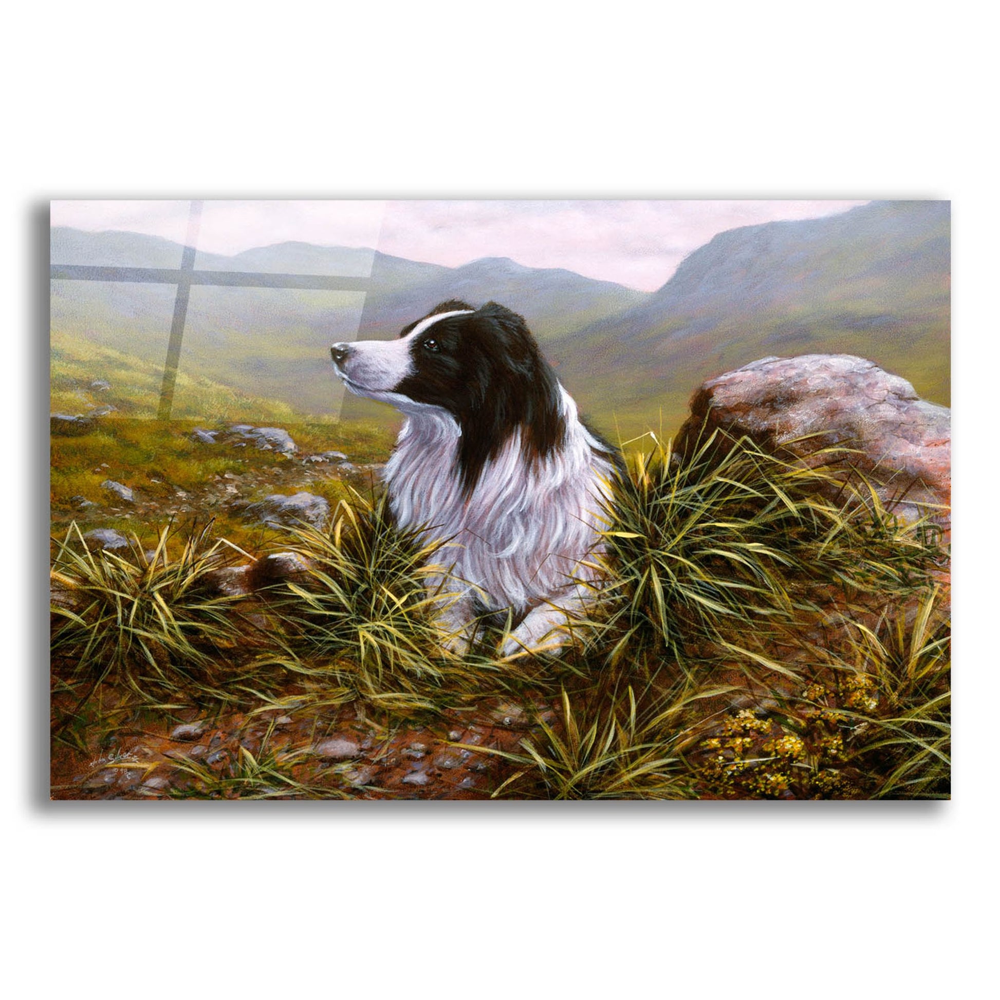 Epic Art 'Thoughtful Border Collie' by John Silver, Acrylic Glass Wall Art,24x16