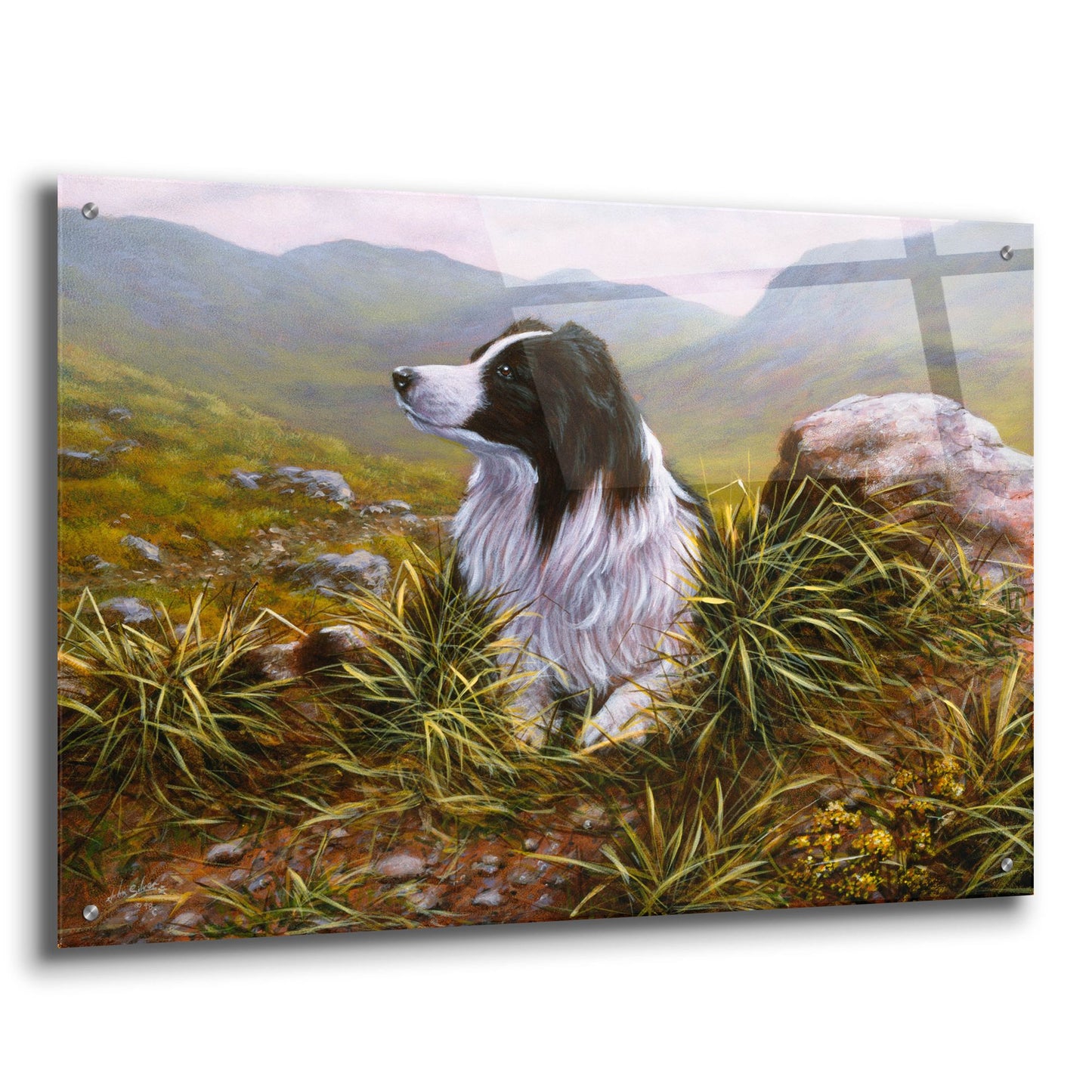 Epic Art 'Thoughtful Border Collie' by John Silver, Acrylic Glass Wall Art,36x24