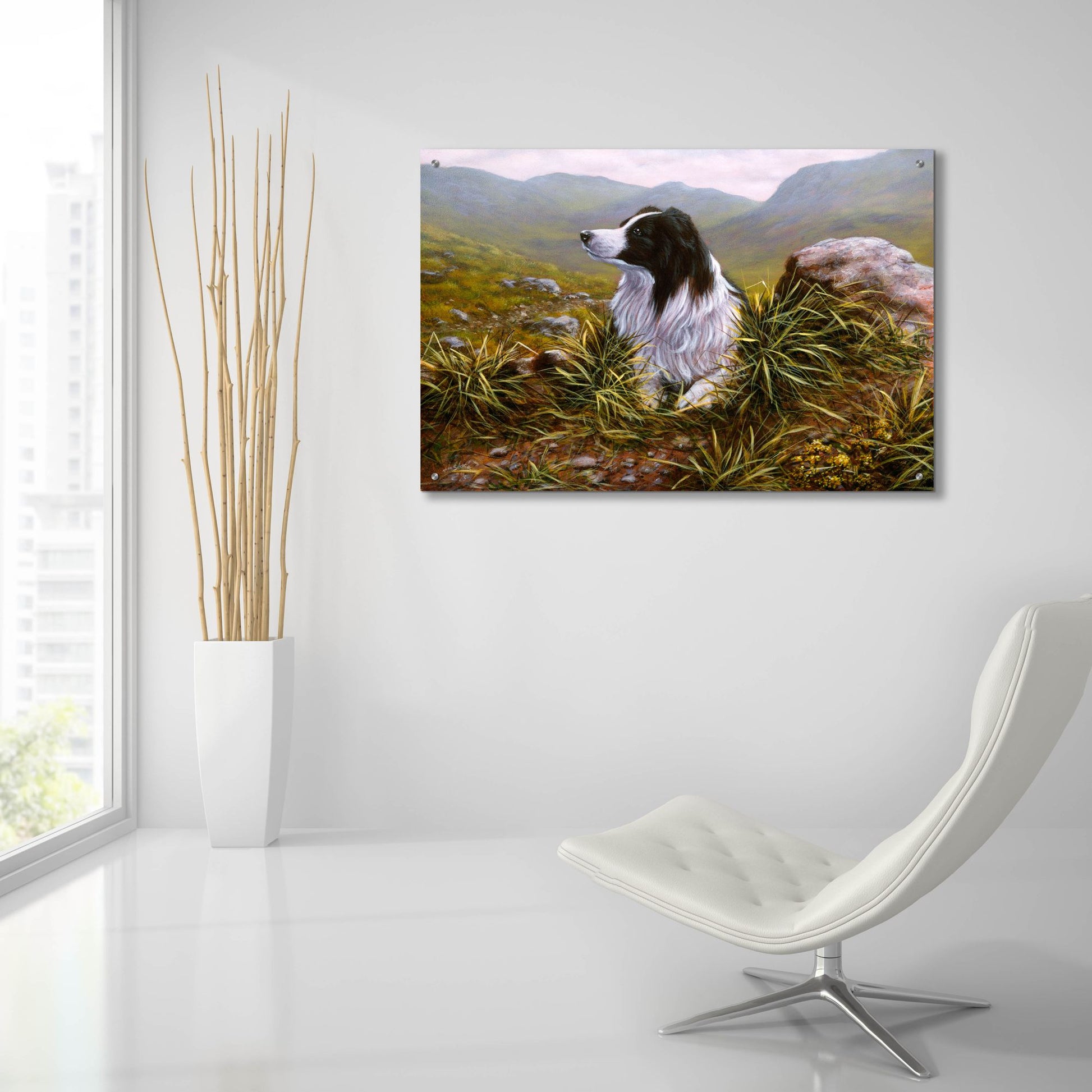 Epic Art 'Thoughtful Border Collie' by John Silver, Acrylic Glass Wall Art,36x24