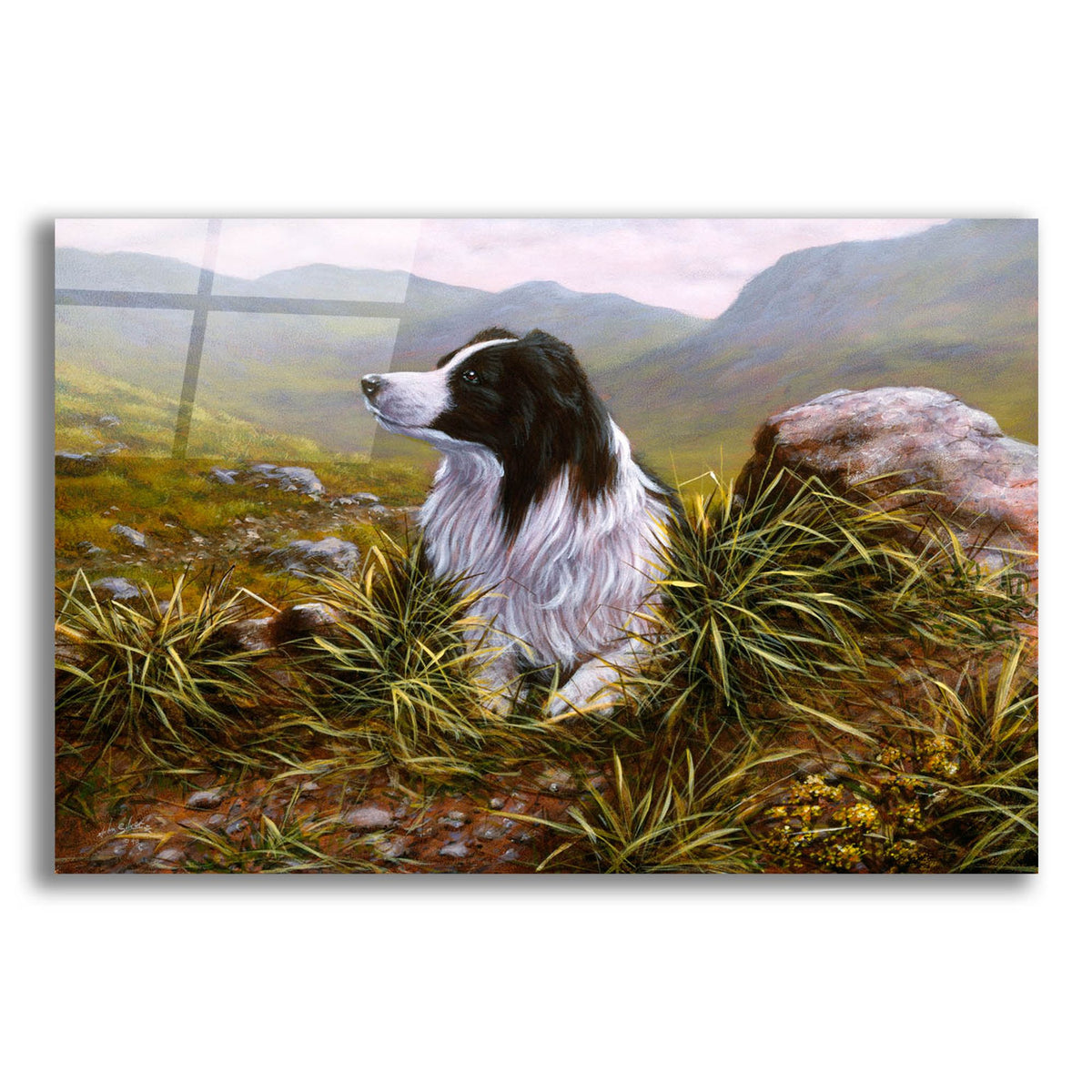 Epic Art 'Thoughtful Border Collie' by John Silver, Acrylic Glass Wall Art