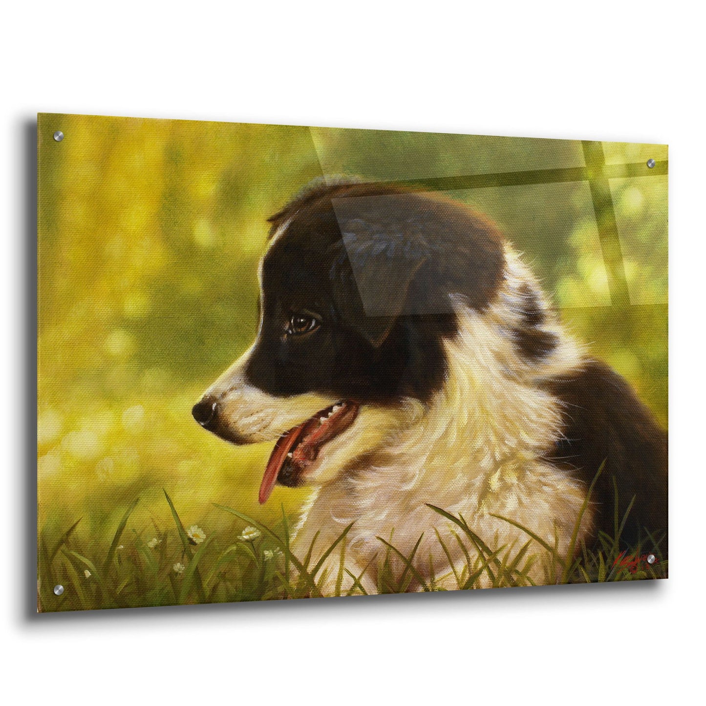 Epic Art 'Border Collie garden' by John Silver, Acrylic Glass Wall Art,36x24